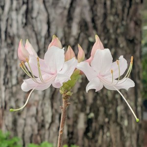 Varnadoe's Phlox Pink Piedmont Azalea, Pinxterbloom Azalea, Mountain Azalea, Rhododendron canescens 'Varnadoe's Phlox Pink'